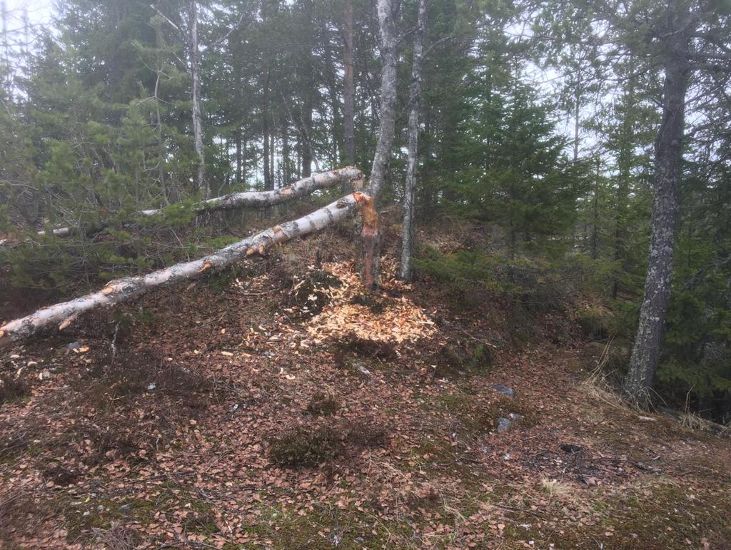 Beveren har hygget seg oppe på snøen.