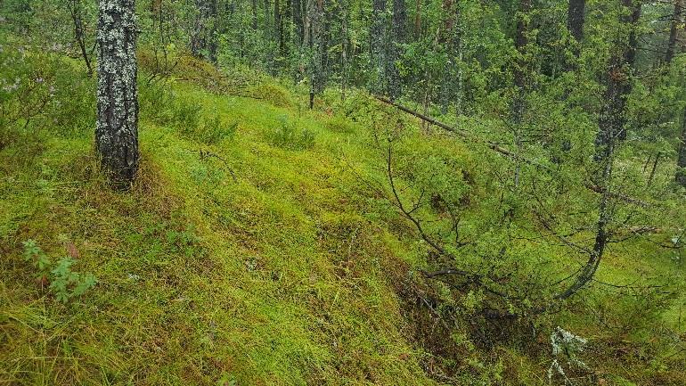 Hule ved steingjerde B 2 (åker) Åkerrein i nedre del av åker (over).