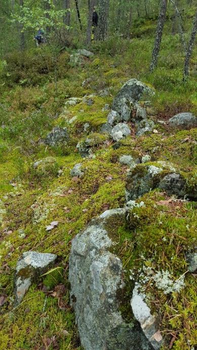 H570_5 F (steingjerde) Steingjerdet er noen steder litt utrast, men fremdeles godt synlig i terrenget.