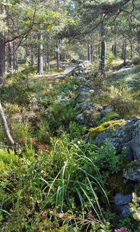 H570_8 Steingjerde G (del inngår i fegate) Steingjerdet i fegata er noen steder lagt på bergnabber og dermed en del utrast, men fremdeles godt synlig i terrenget.