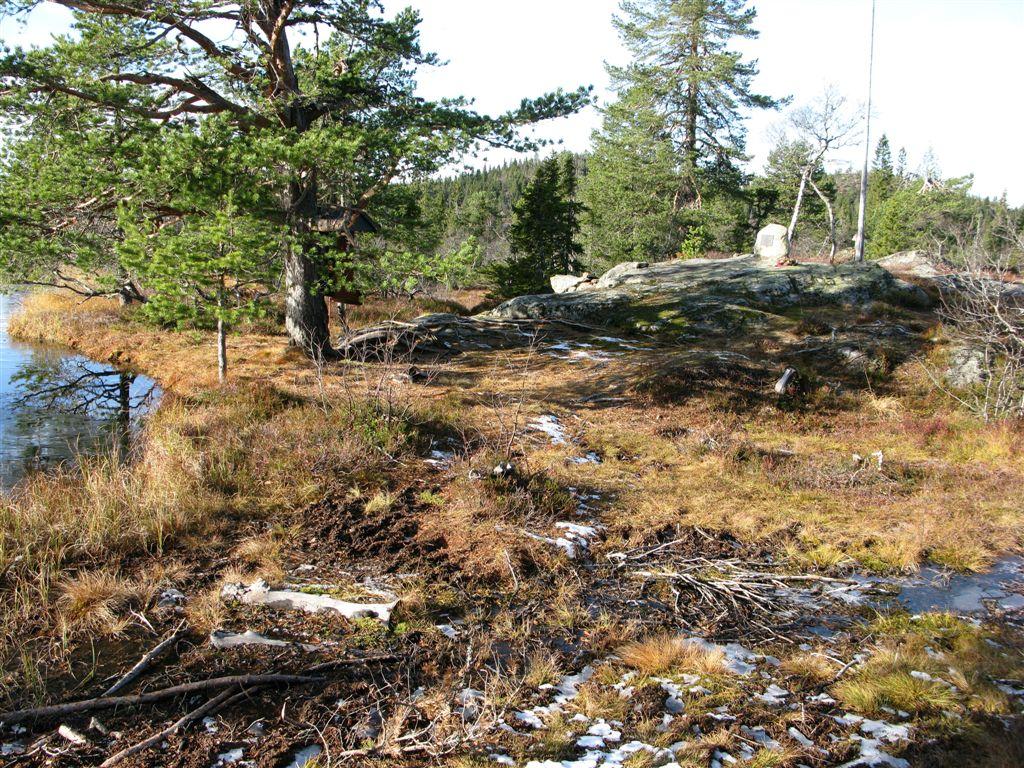 Klepsland Gammel furu i sørøstre