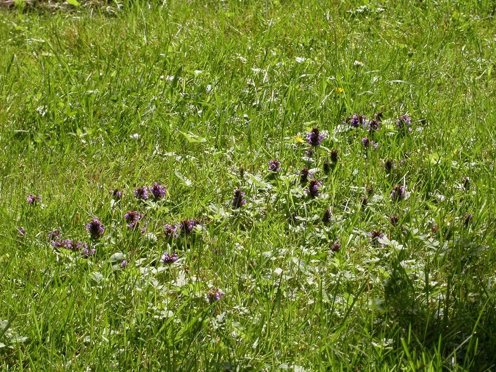 Flerårige stedbundne ugras (3) Med trevlerot Blåkoll