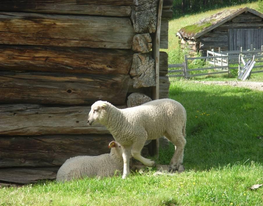 Mandat fra LMD Faglige oppgaver innenfor følgende: Utmarksbeite Økonomi i småfenæringa Revitalisering av