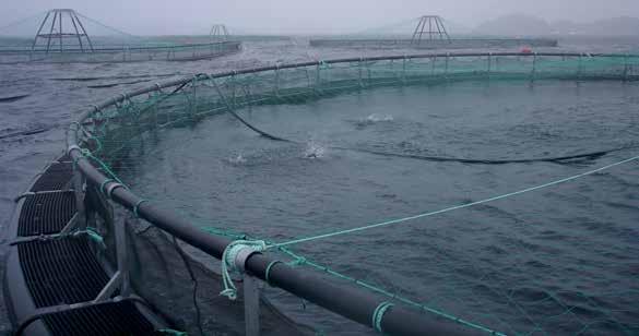 Foto: Erik Sterud / Standard Norge 8 Miljøovervåking av matfiskanlegg (NS 9410) Gode miljøforhold er nødvendig for at fisken skal vokse og trives i oppdrettsanleggene.