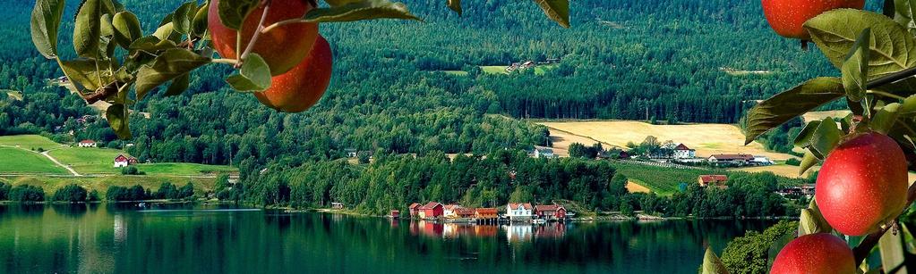 Ca. 100 aktive og dyktige fruktprodusentar i Telemark Produserer årleg ca. 3.000 tonn eple ca.