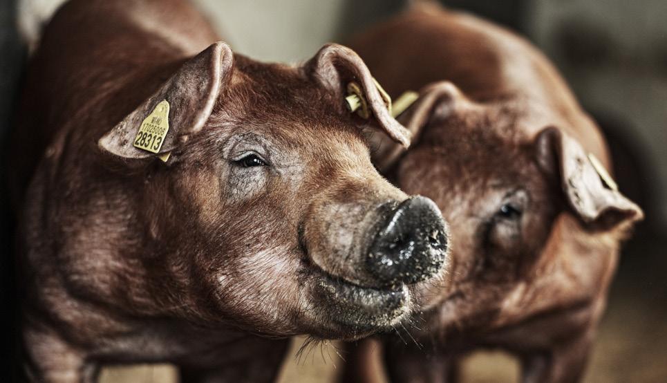 Ren duroc har ikke sine fortrinn når det gjelder kullstørrelse og produksjonsresultater og duroc-besetningene produserte 16 beregna avvente per årspurke i gjennomsnitt i 2014.