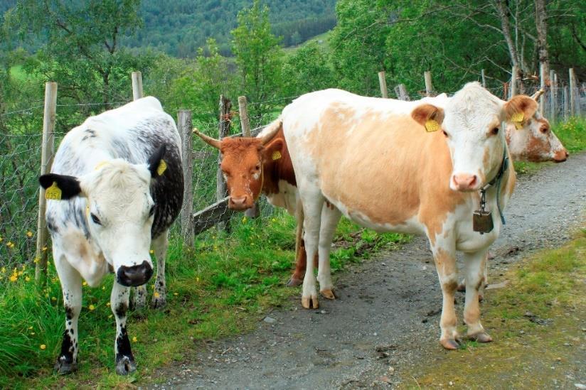 Klimasmart landbruk Samarbeid mellom NLR, Tine, Nortura, FK, Norges Bondelag. NLR ynskjer å vere i front når det gjeld klimarådgjeving på gardsbruk.