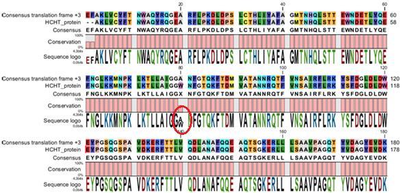 RESULTATER 4.3.3 Sekvensering Plasmidene ble sendt til GATC Biotech i Constance, Tyskland. Resultatet analyseres ved hjelp av programmet CLC DNA Workbench.