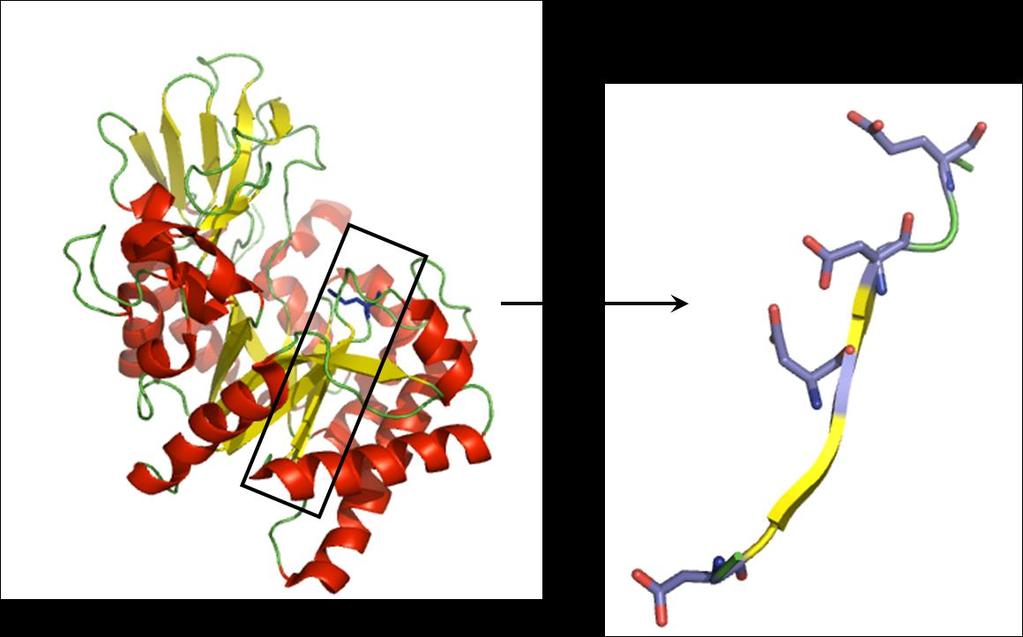 INTRODUKSJON 1.3.1 Hydrolyse hos kitinaser Kitinaser som er medlem av GH18 er konfigurasjonsbevarende enzymer.