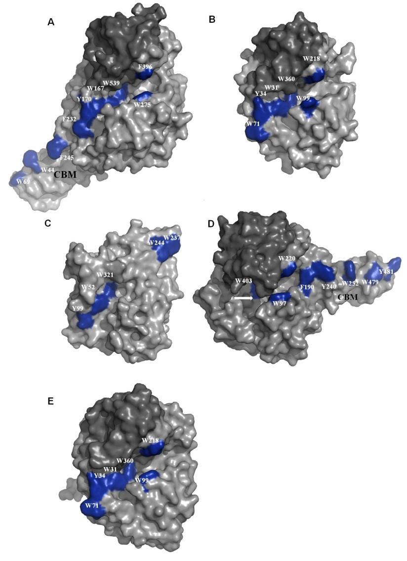 INTRODUKSJON 1.4 GH18 kitinaser Kitinaser er endo-β-1,4-n-acetylglukosaminidaser som har blitt identifisert i flere organismer, og som er bevist å kunne hydrolysere kitin. (Boot et al.