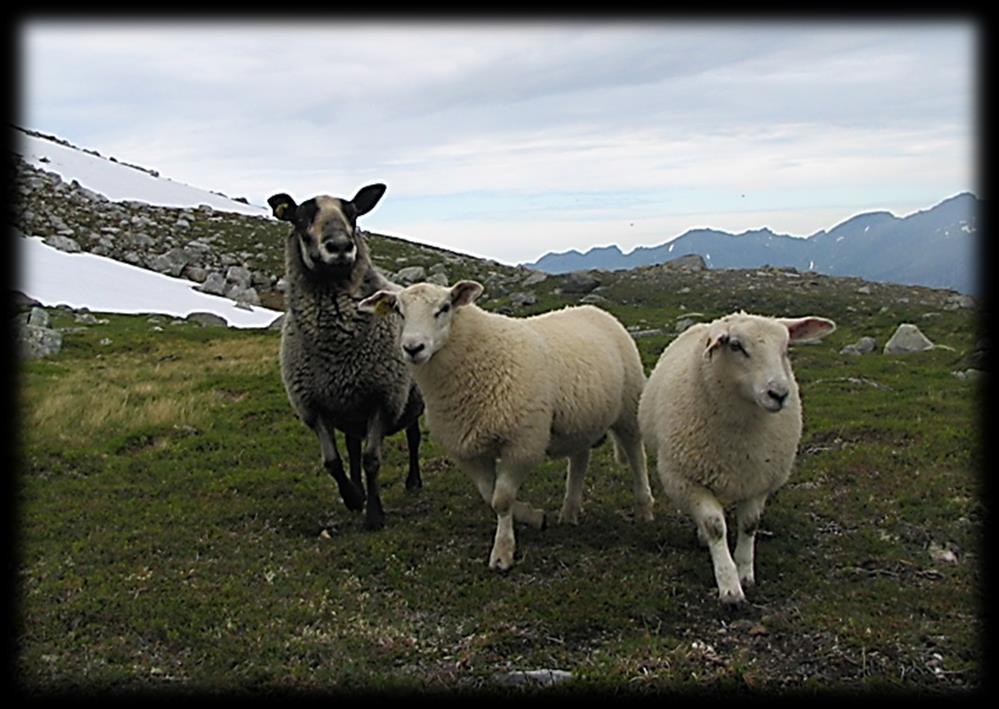 Dyrevelferd på beite Beite i utmark er et vesentlig velferdsgode for dyrene. utøve normal atferd.