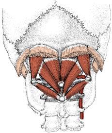 49 M. Gracilis