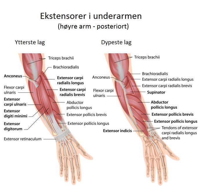 Underarms-ekstensorer