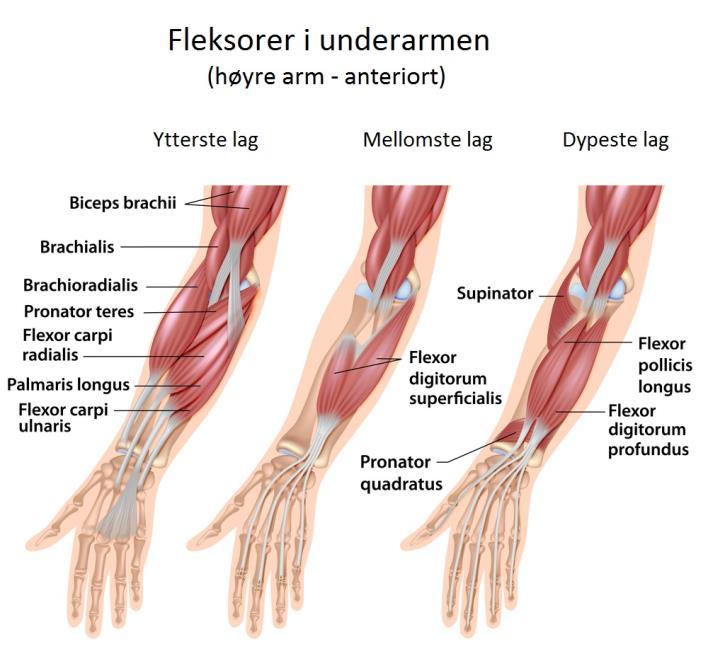 57 Underarmsfleksorer