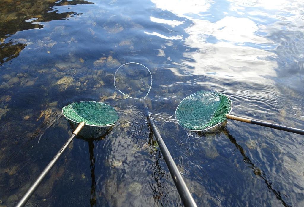 trout in river Lærdalselva, Lærdal