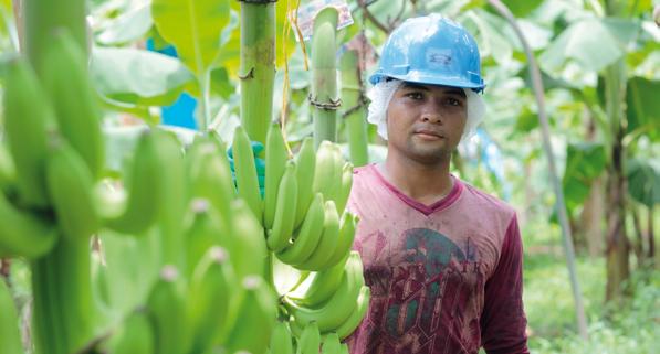 1 Enda større effekt for småbønder og arbeidere Fairtrades krav om en minimumspris og en ekstra pengepott til produktivitet, kvalitet og velferdstiltak, har gitt bedre økonomi, bedre sosiale forhold