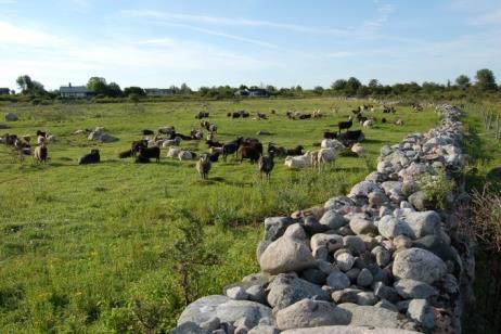 Begrenset konsekvensutredning Jomfruland nasjonalpark 22 Figur 10: Kartfremstilling fra Bruksanalyse. Den største andelen av besøkende oppsøker områdene sentralt på Jomfruland og Stråholmen. Ca.