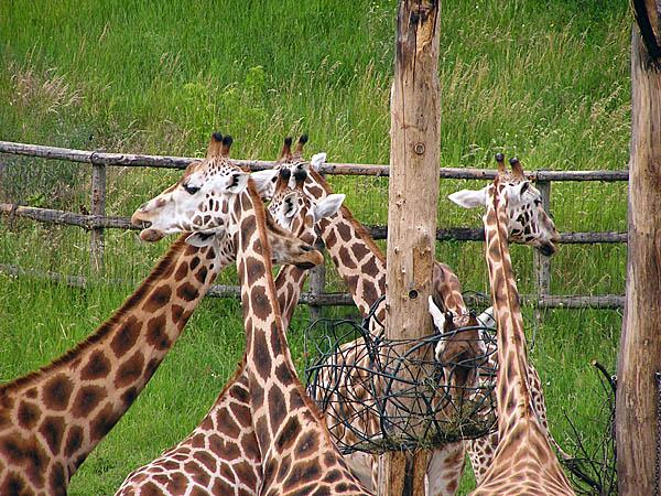 Samtaler i zoo Skaper refleksjon gjennom: