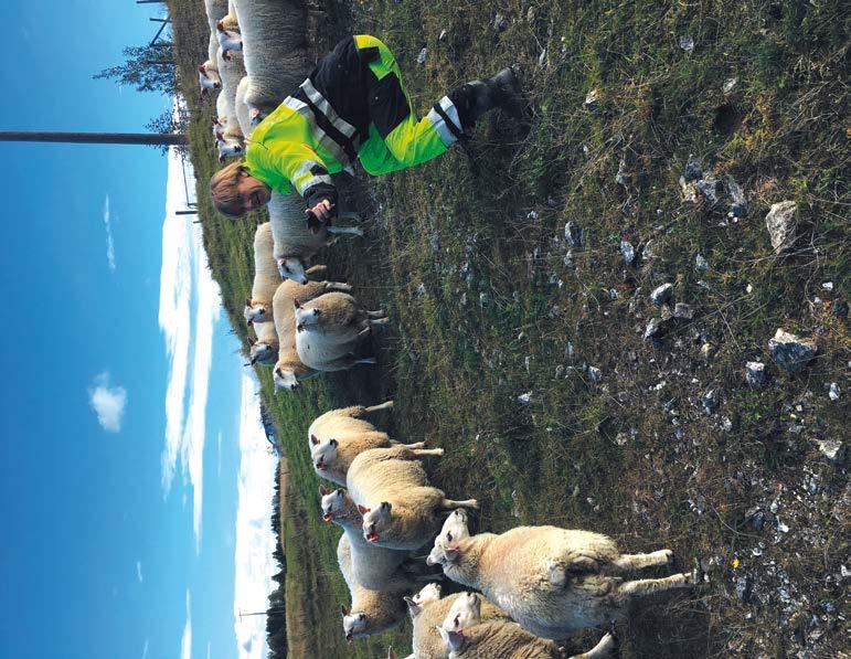 Sauer som beiter gress ved Thorud nedlagte deponi i Enebakk