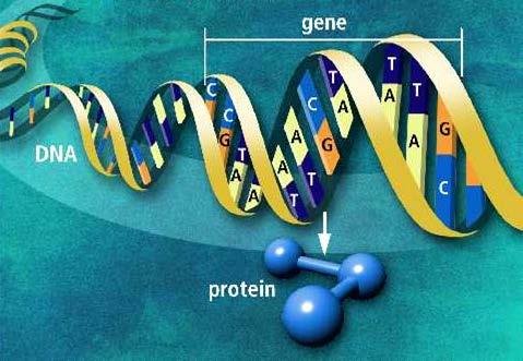 1. SNP (Single Nucleotide