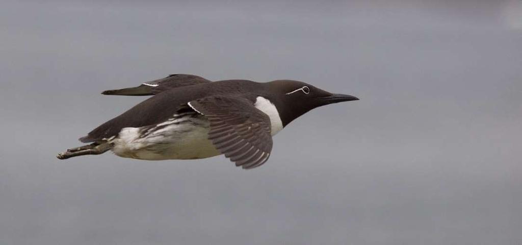 Resten av året tilbringer artene i denne gruppen mye tid hvilende på havoverflaten (Figur 81). Gruppen er dyktige flygere med stort vingespenn. De kan fly over store avstander med lite energiforbruk.