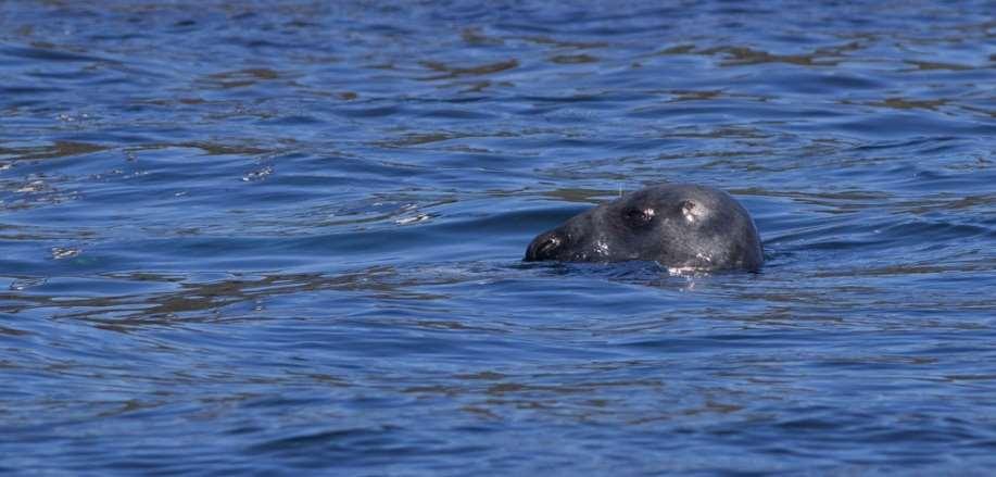 10.7.1 Havert (gråsel) (Halichoerus grypus) Haverten er utbredt langs deler av Finnmarkskysten.