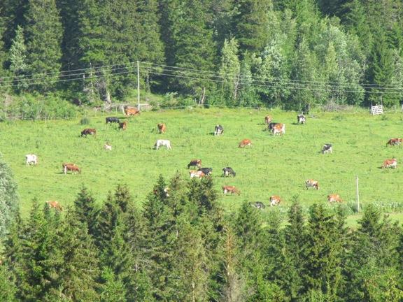 Retningslinjer for tildeling av SMIL-midler 1. Prosjekt av størst miljø- og verdiskapningspotensiale prioriteres høyest 2. Fellestiltak prioriteres foran enkelttiltak 3. Søknadsfrist: 20.april og 20.