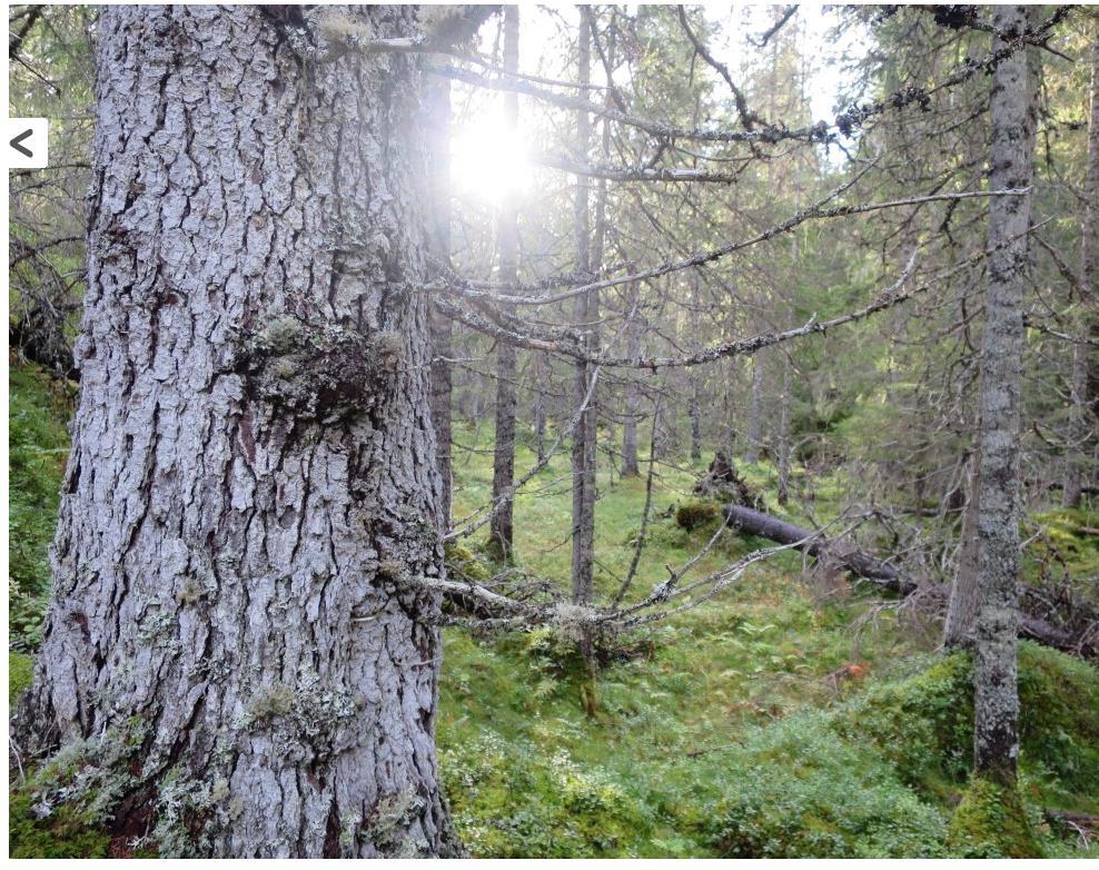 I denne sammenhengen er gammel skog biologisk viktig, det vil si grantrær som er eldre enn ca. 150 år og furu over 200 år.