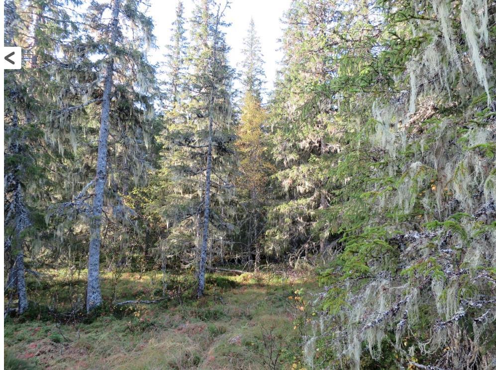 Kulturskog. Skjøttet, plantet skogbruksmessig skog. Gammel skog og gammelskog. Gammel skog og gammelskog uttrykker forskjellige tilstander av skog i naturforvaltningen og skogbruket.