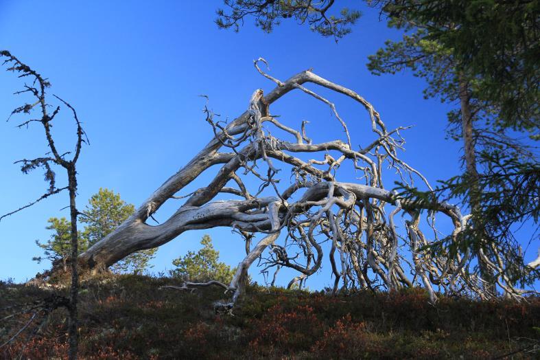 300 300 Planstatus. LNF-område i kommuneplan. Arrondering. Forskrift. Området arronderes i betydelig grad langs eiendomsgrenser og/eller langs overgang gammelskog furu og driftsområder i granskog.