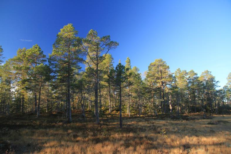 I østre del (som er skiutfartsområde) tillates bålbrenning med medbrakt ved, mens bålbrenning med virke fra stedet tillates i vestre del. Fremmede arter.