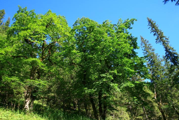 De aktuelle skogområdene i forslaget Generelt De foreslåtte skogområder utgjør forskjellige skogtyper og dekker opp ulike kriterier i barskogvernet: Boreal regnskog med arter knyttet til denne