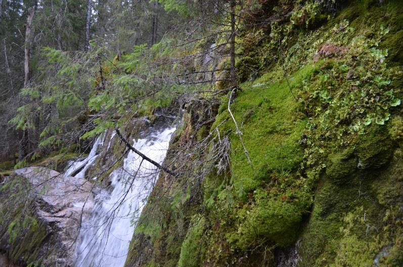 edellauvskog, høgstaudeskog og små areal med sumpskog.