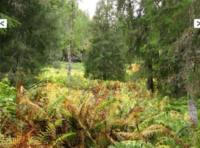 oppsamlingsområde på Kjerfjellet og Jonsokfjellet. Rett sør for planlagt verneområde går det flyttlei over Meidalen. I tilknytning til den er det slakteanlegg og flere gjeterhytter.