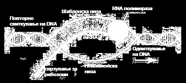ПРОЦЕС НА ТРАНСКРИПЦИЈА Само една од двете полинуклеотидни низи на DNA се транскрибира до mrna. Низата подложна на транскрипција се нарекува шаблонска (матрична) низа, антипаметна низа.
