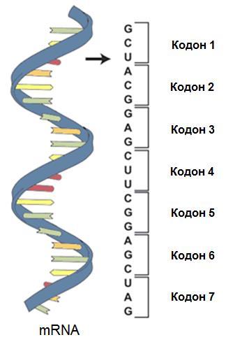 ТРАНСЛАЦИЈА НА RNA Во рибозомите mrna има улога на матрица преку која се пренесуваат генетските информации транскрибирани од DNA.