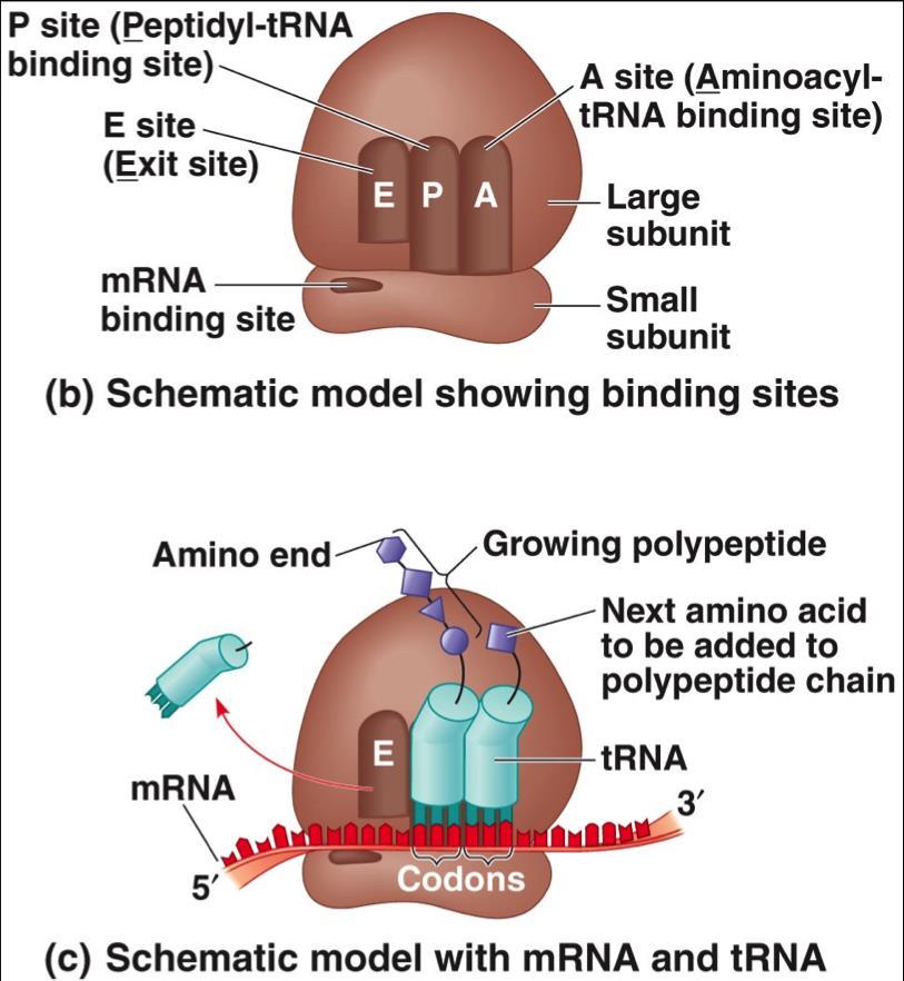 БИОСИНТЕЗА НА ПРОТЕИНИТЕ Процесот на синтеза на протеините се одвива во 5 основни етапи: Активација на аминокиселините: препознавање на аминокиселините со специфични ензими аминоацил trna-синтетази