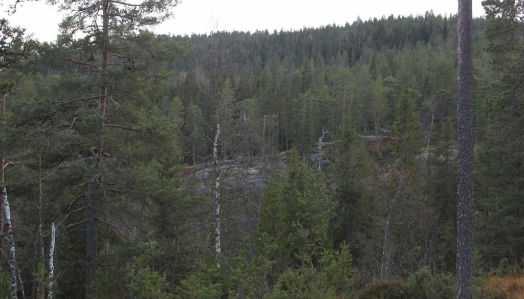 iv) De østre lisidene har i hovedsak gammel småvokst barblandingskog hvor særlig de øvre delene har et høyt innslag av gamle trær, og stedvis med en del eldre furu- og grangadd men med lite læger.