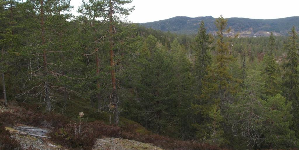 Den mer produktive skogen nederst i lisidene er klart mer plukkhogstpåvirket.