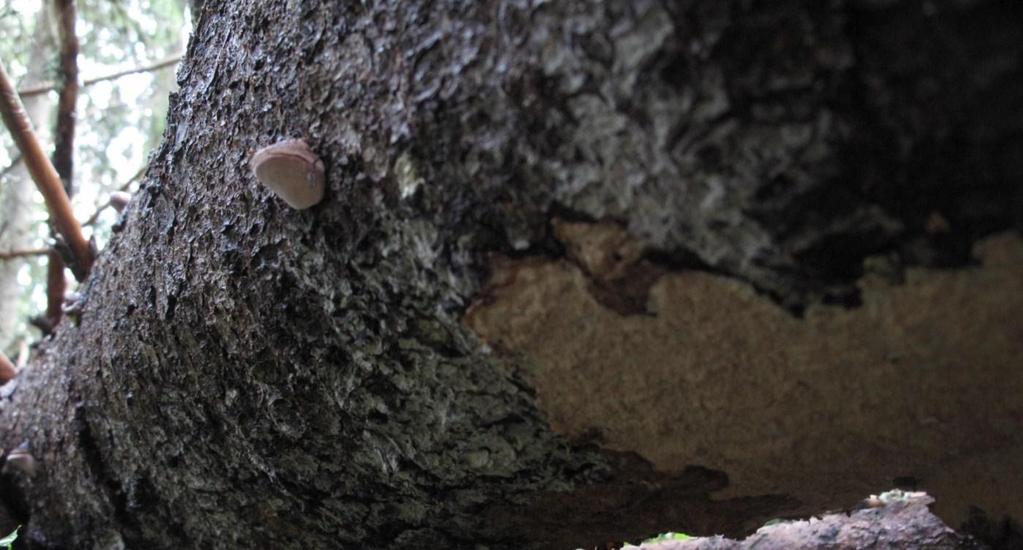 Artsmangfold Karplanter Områdets beliggenhet i hovedsak i mellomboreal sone og med fattig berggrunn og lite løsmasser gjør at karplantefloraen ikke er rik. Nøysomme arter dominerer.