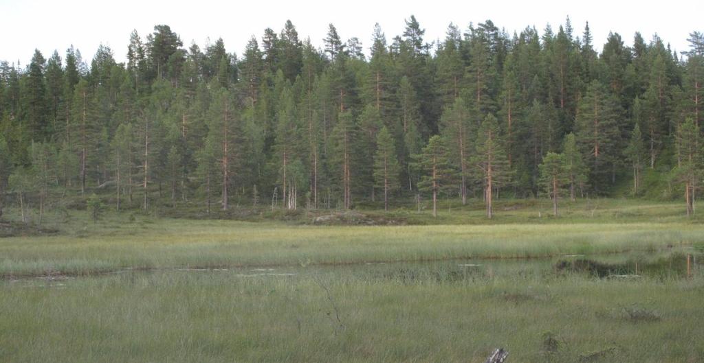 Skogstruktur og påvirkning Påvirkning, skoghistorikk og skogstruktur Området består både av skog i hogstklasse III som har kommet opp etter flatehogst, sterkt plukkhogd skog og mindre partier med