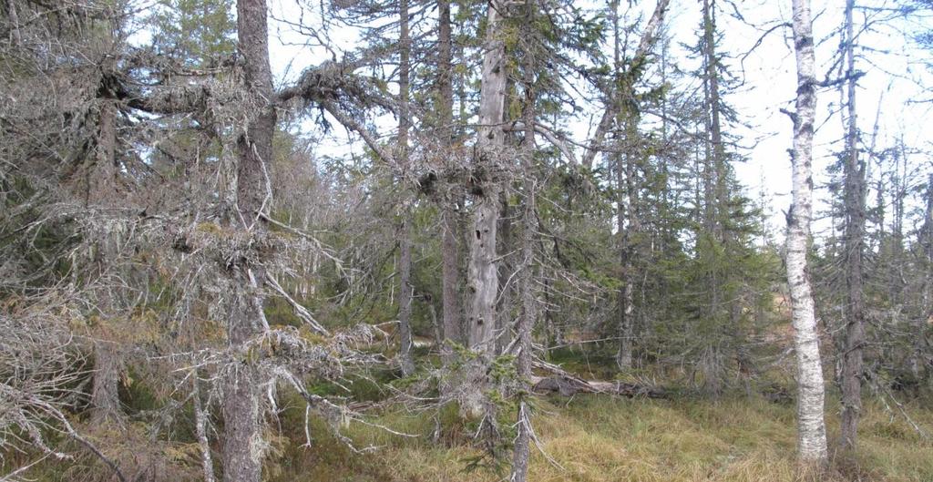 Figur 5. Saktevoksende sturende gran- og furuskog i myrhøl har stedvis unngått de omfattende hogstene, og her forekommer mjuktjafs nokså rikelig, og den ses bl.a. på grana i forgrunnen.