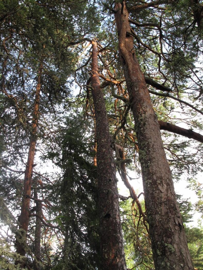 Figur 7. I de sørligste deler av delområde ii, kommer det inn noe mer eldre skog. Furutrær på trolig rundt 200 år til venstre med begynnende panserpark. Figur 8.