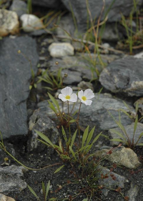 BLYTTIA NORSK BOTANISK FORENINGS TIDSSKRIFT JOURNAL OF THE NORWEGIAN BOTANICAL