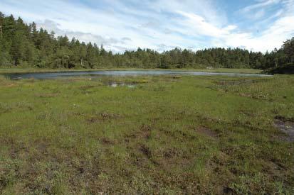 pusillus. I tillegg vokser andre krevende planter, som myrklegg Pedicularis palustris, hjertegras Briza media, kjempepiggknopp Sparganium erectum og stautpiggknopp S.