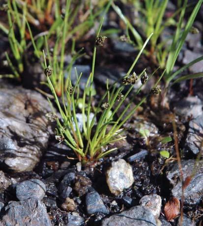 Status for fire rødlistede karplanter knyttet til ferskvann i Stord kommune underlaget er ustabilt, men dette er tilsynelatende en positiv faktor i artens overlevingsstrategi.