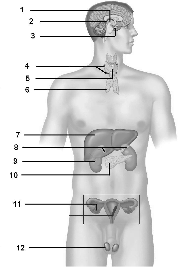 12. klase 4. uzdevums; 11. klase 3. uzdevums 4. udevums. Cilvēka fizioloăija (15 p.