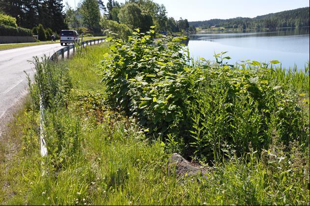 Saltskader på vegetasjonen er et problem som øker i takt med mengdene salt som brukes.