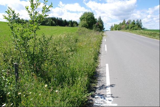 Tidspunkt for kantslått er viktig. Det er viktig å klippe før frøspredningen for å begrense spredning av fremmede og uønskede arter.