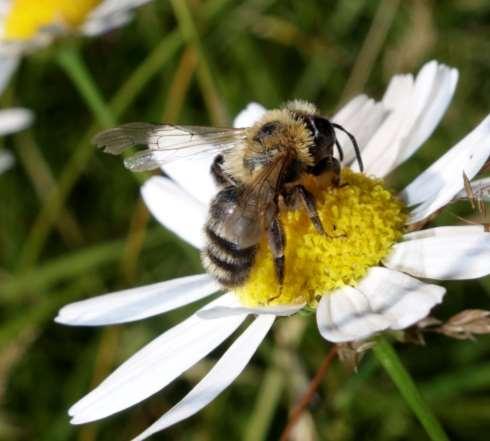 Er våre honningbier en trussel?